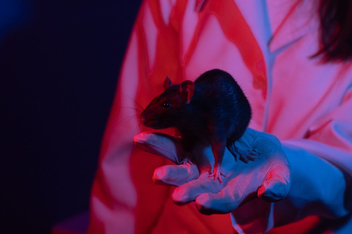 1 Фото квест кімнати Лабораторія професора в місті Суми