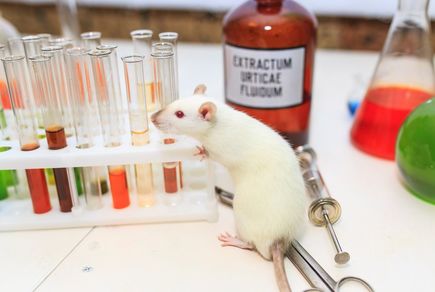 Картинка квест кімнати Лабораторія чокнутого професора в місті Хмельницький